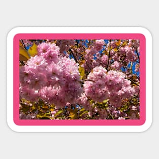 Profuse Sunlit Cherry Blossom Sticker